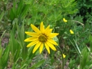 PICTURES/Alpine Pond Nature Trail - Cedar Breaks National Monument/t_Little Sunflower.jpg